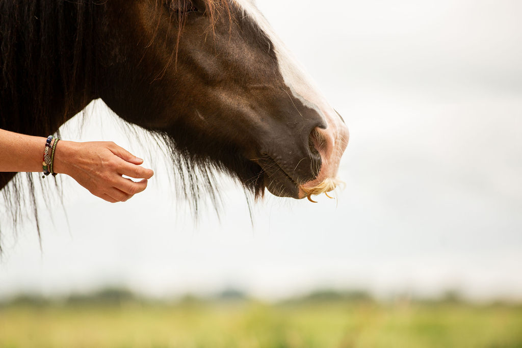 Close Up met hand mirjam die uitreikt naar hoofd van tinker Banditt