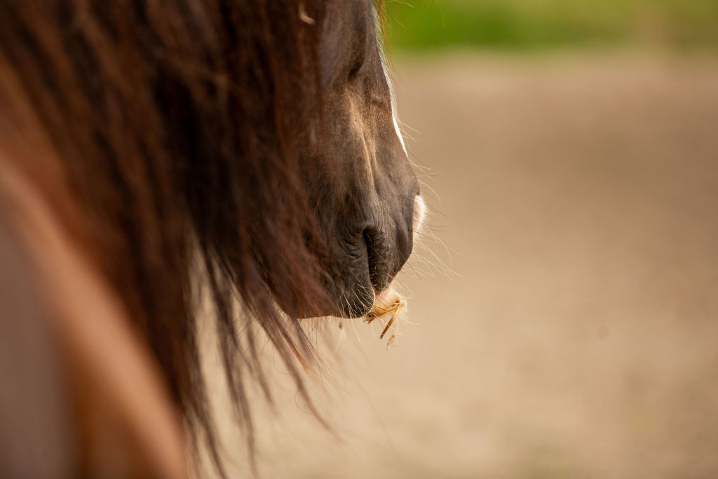 Close Up manen en neus Tinker Bandiit